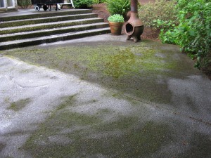 moss covered patio